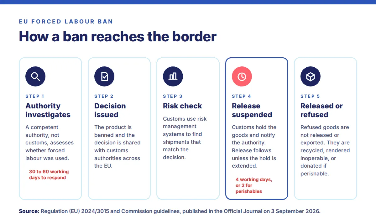 How an EU forced labour ban reaches the border in five steps: a competent authority investigates, a decision bans the product and is shared with EU customs, customs use risk management to find matching shipments, release is suspended for 4 working days or 2 for perishables, then goods are released or refused and disposed of