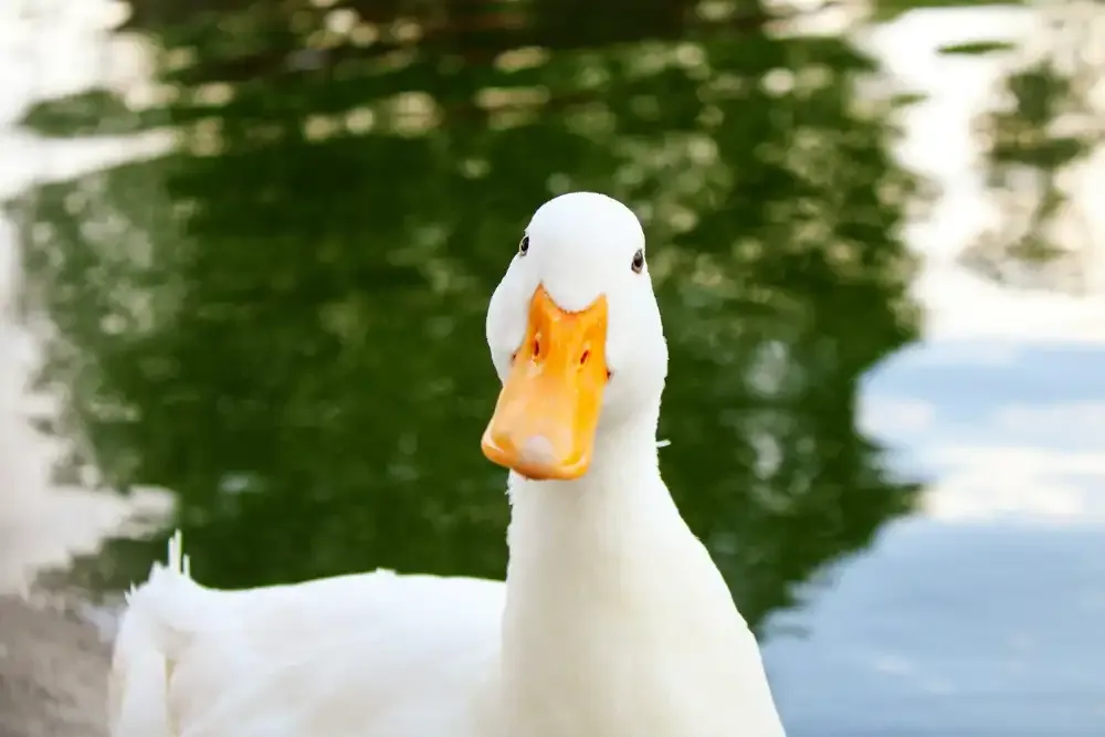 White Pekin duck with an orange bill looking directly at the camera